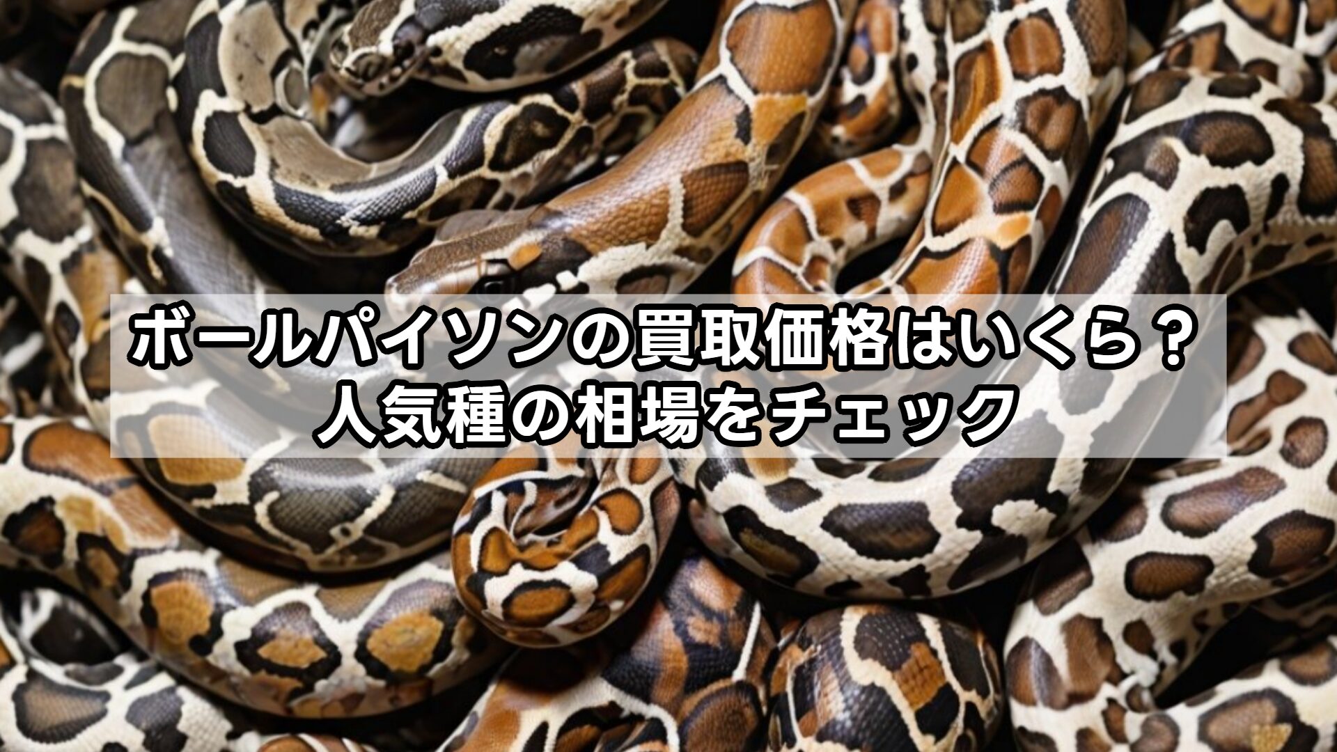 ボールパイソンの買取価格はいくら？人気種の相場をチェック