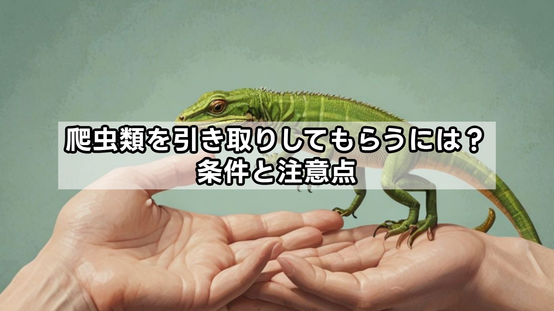 爬虫類を引き取りしてもらうには？条件と注意点